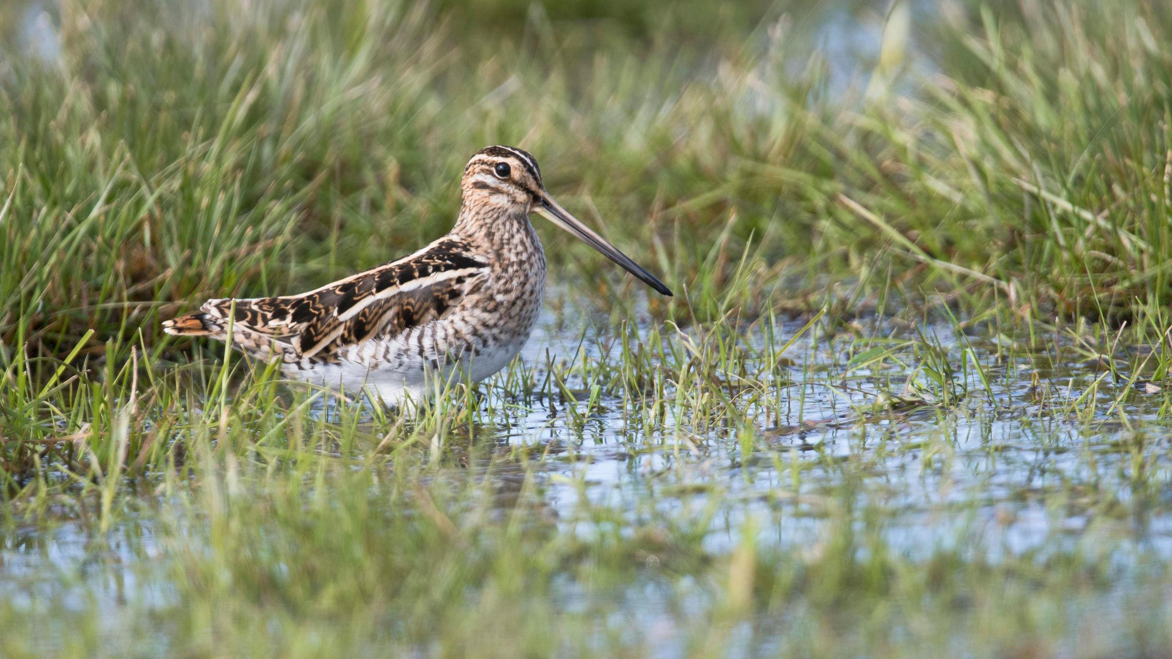 Das Foto zeigt eine Bekassine auf einer Feuchtwiese in Niedersachsen 