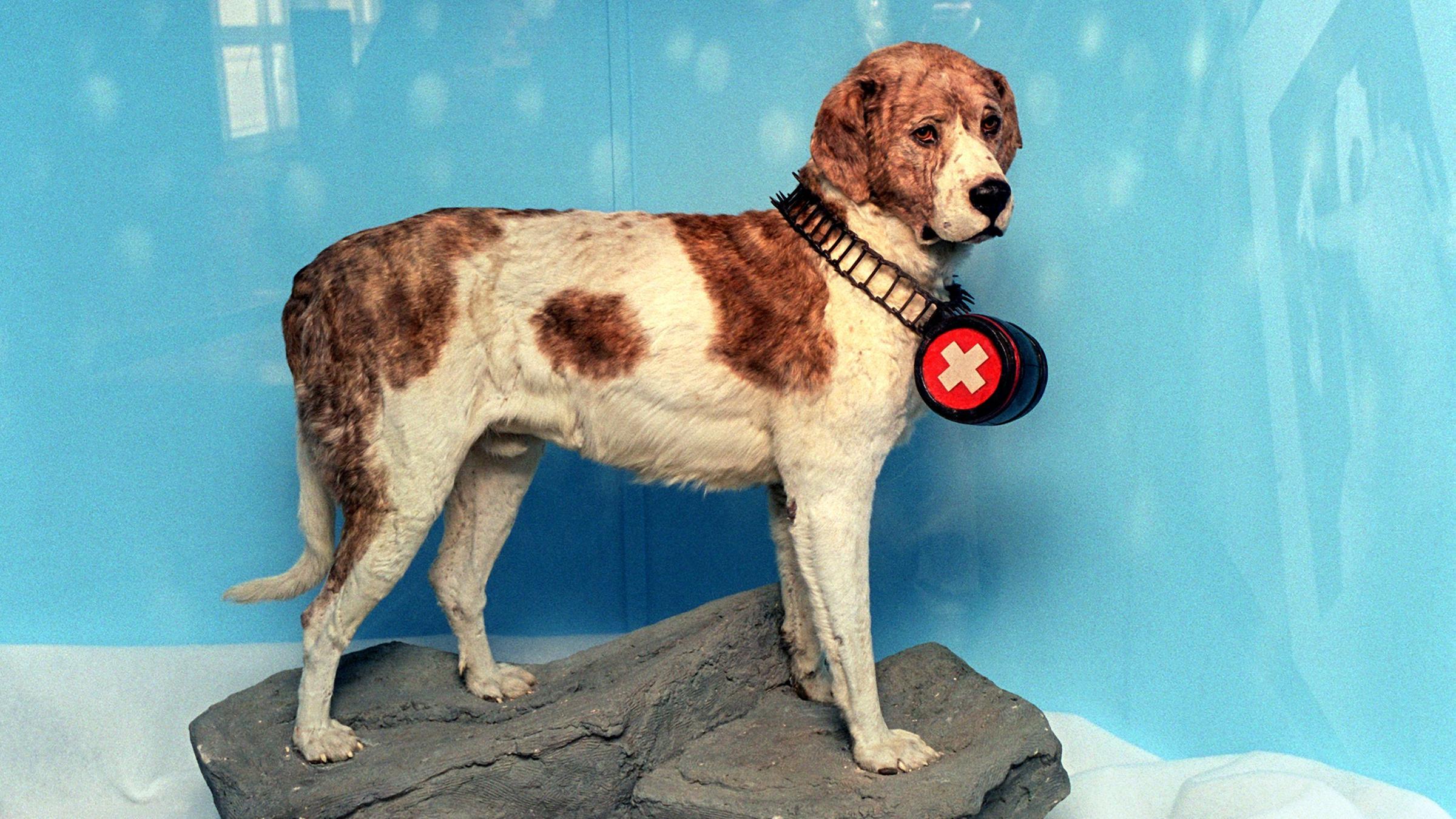 Rettungshund Barry präpariert in Schweizer Museum.