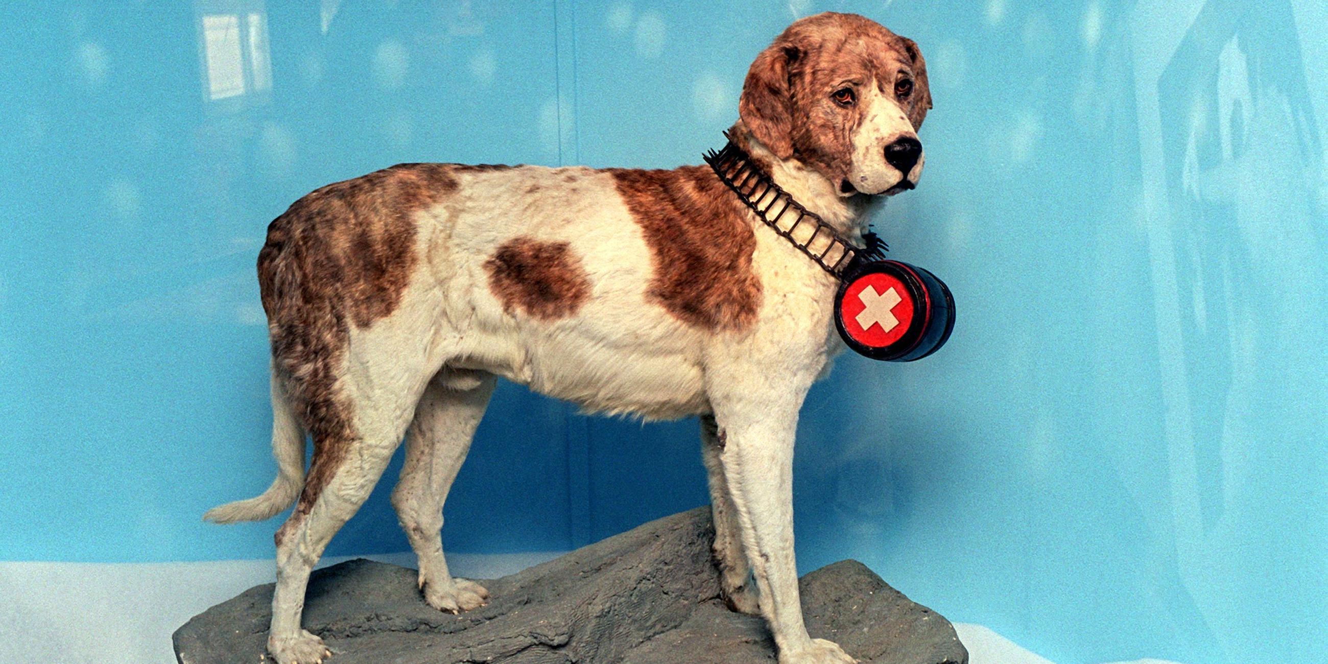 Rettungshund Barry präpariert in Schweizer Museum.
