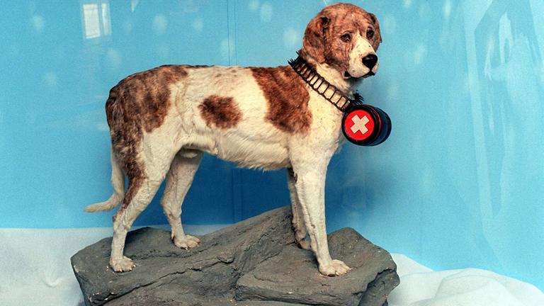 Rettungshund Barry präpariert in Schweizer Museum.