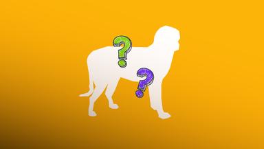 Die Umrisse eines Hundes und Fragezeichen. 