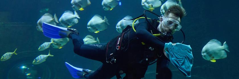 Ein Taucher in Neoprenanzug, Sauerstoff und, Brille und Flossen putzt während einer Bestandskontrolle im Tropen-Aquarium von Hagenbecks Tierpark die Scheibe.