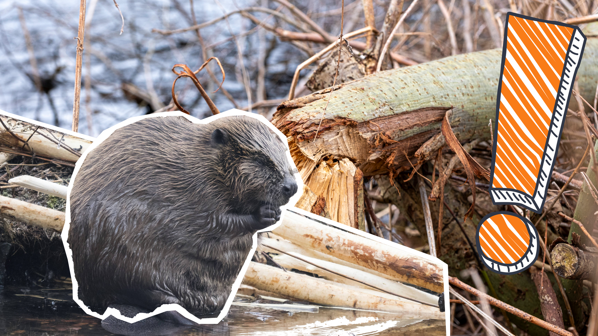 Biber in Renaturierungsgebiet, daneben Ausrufezeichen