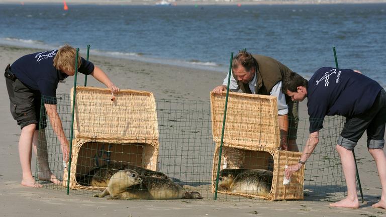 Seehunde