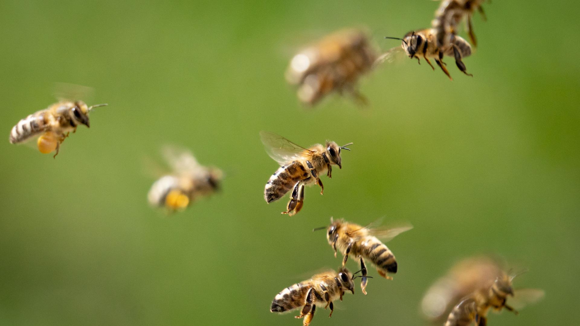 Fliegende Bienen