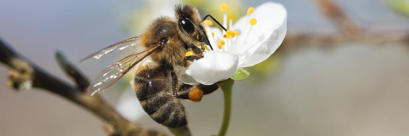 Biene auf Blüte in Baden-Wüttemberg