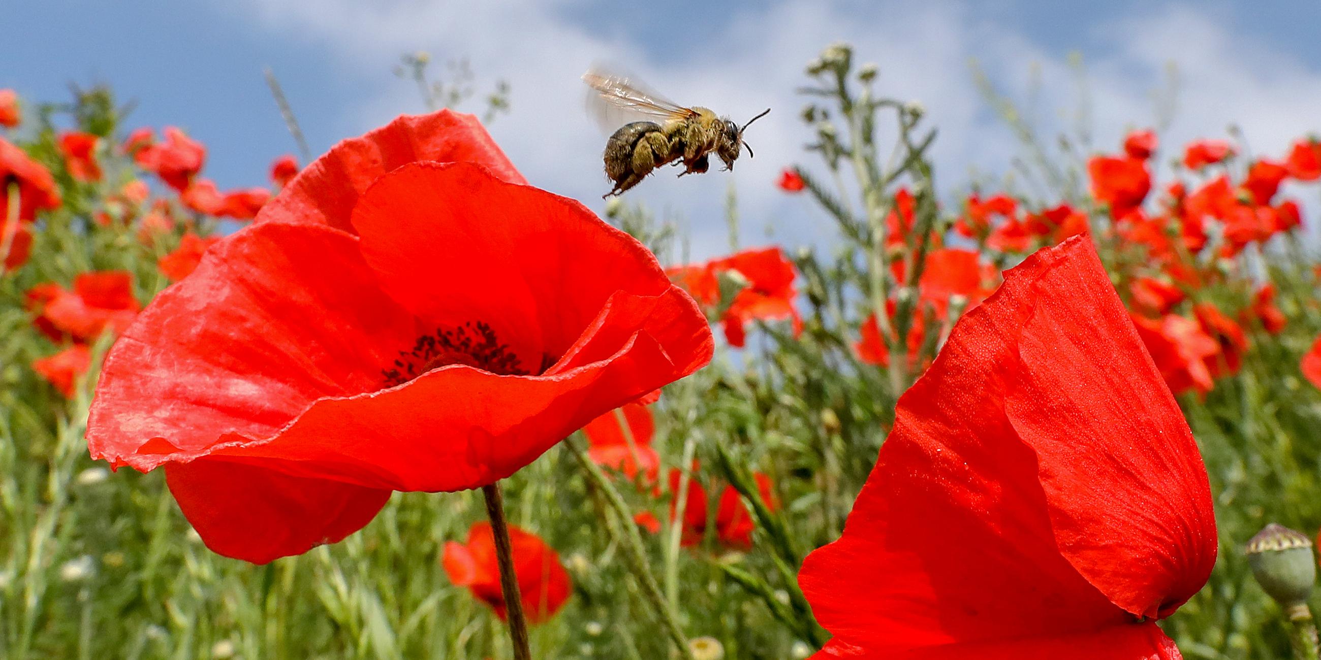Biene flieht durch eine Wiese mit blühendem Klatschmohn.