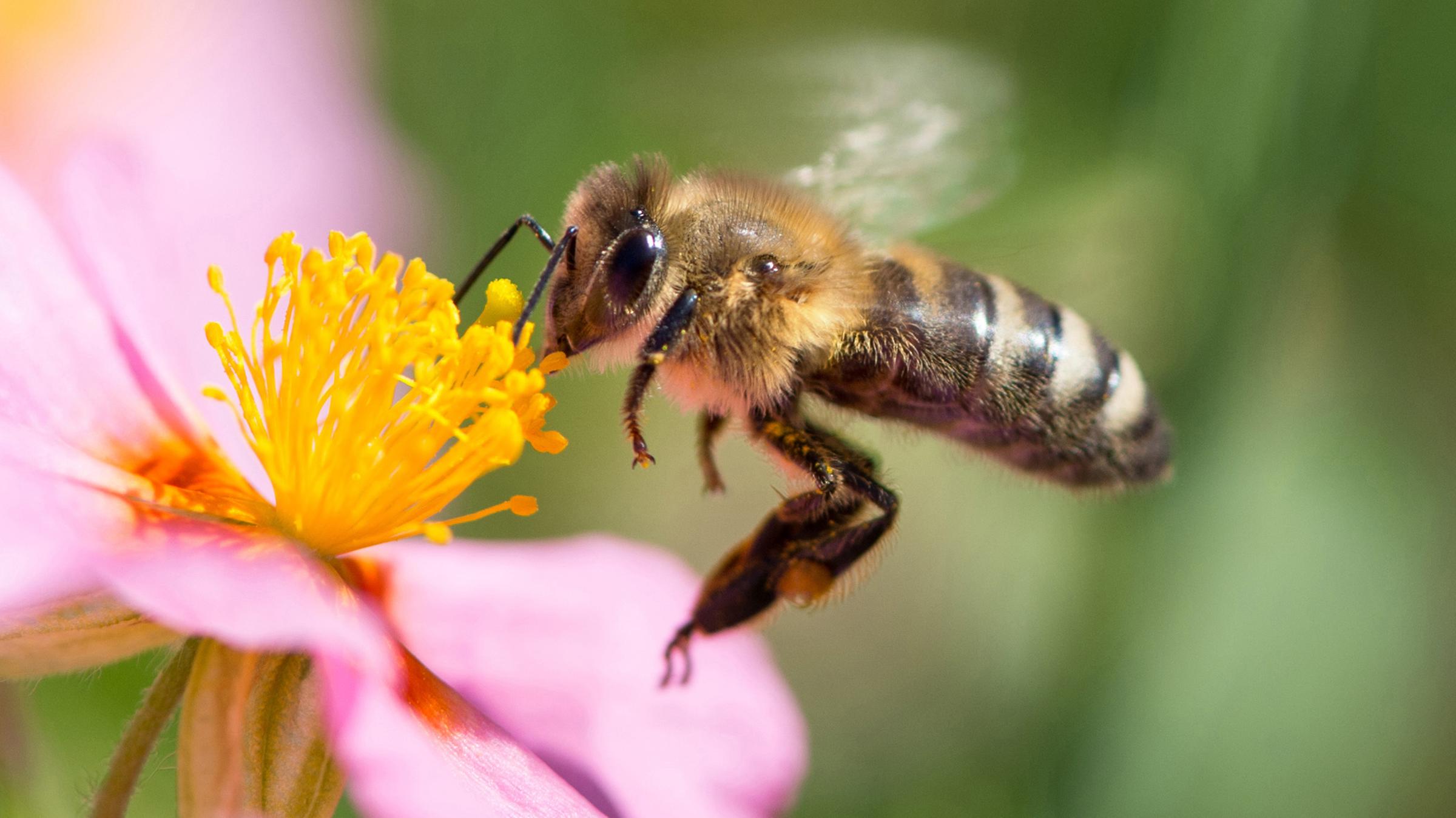 Eine Biene fliegt an eine rosa Blüte.