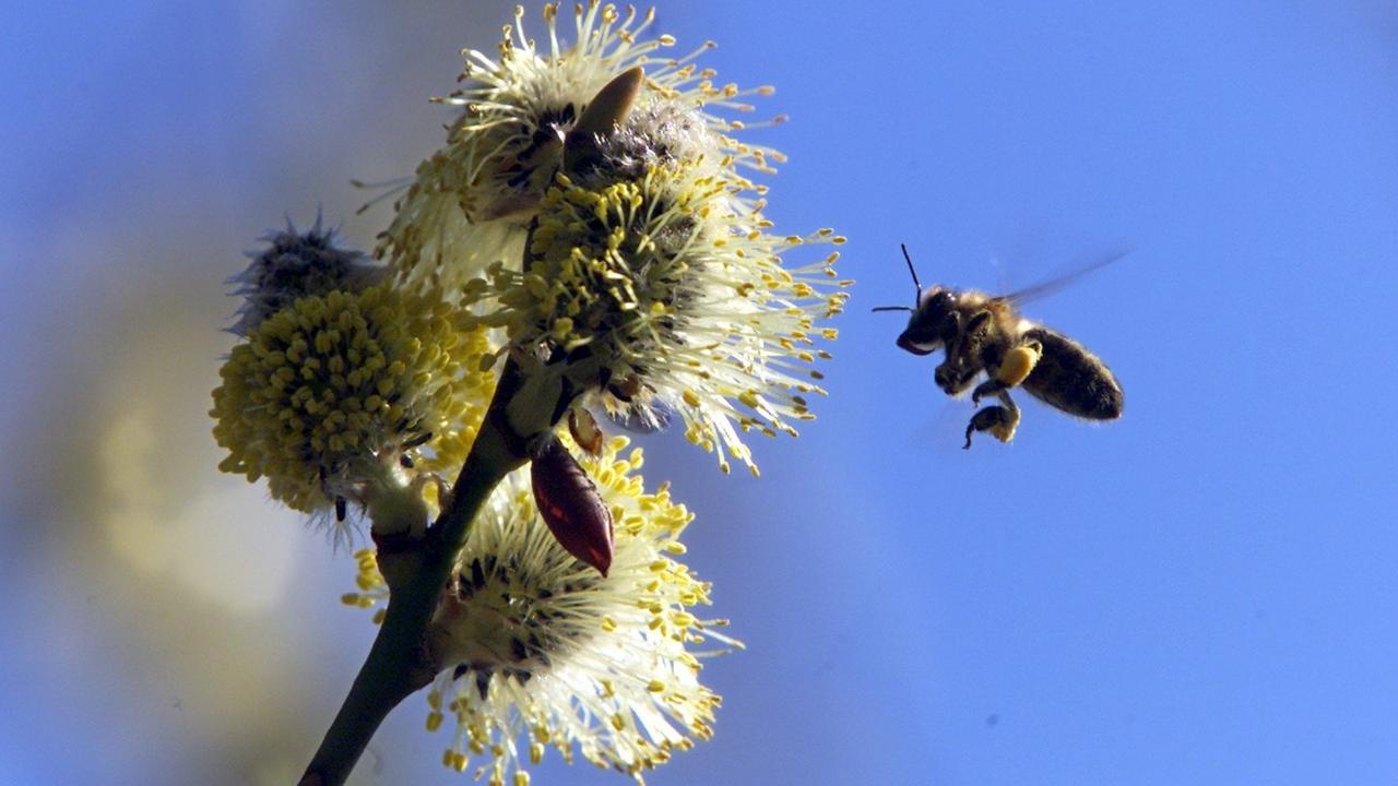 Eine Biene holt sich Nektar an einem Weidekätzchen 