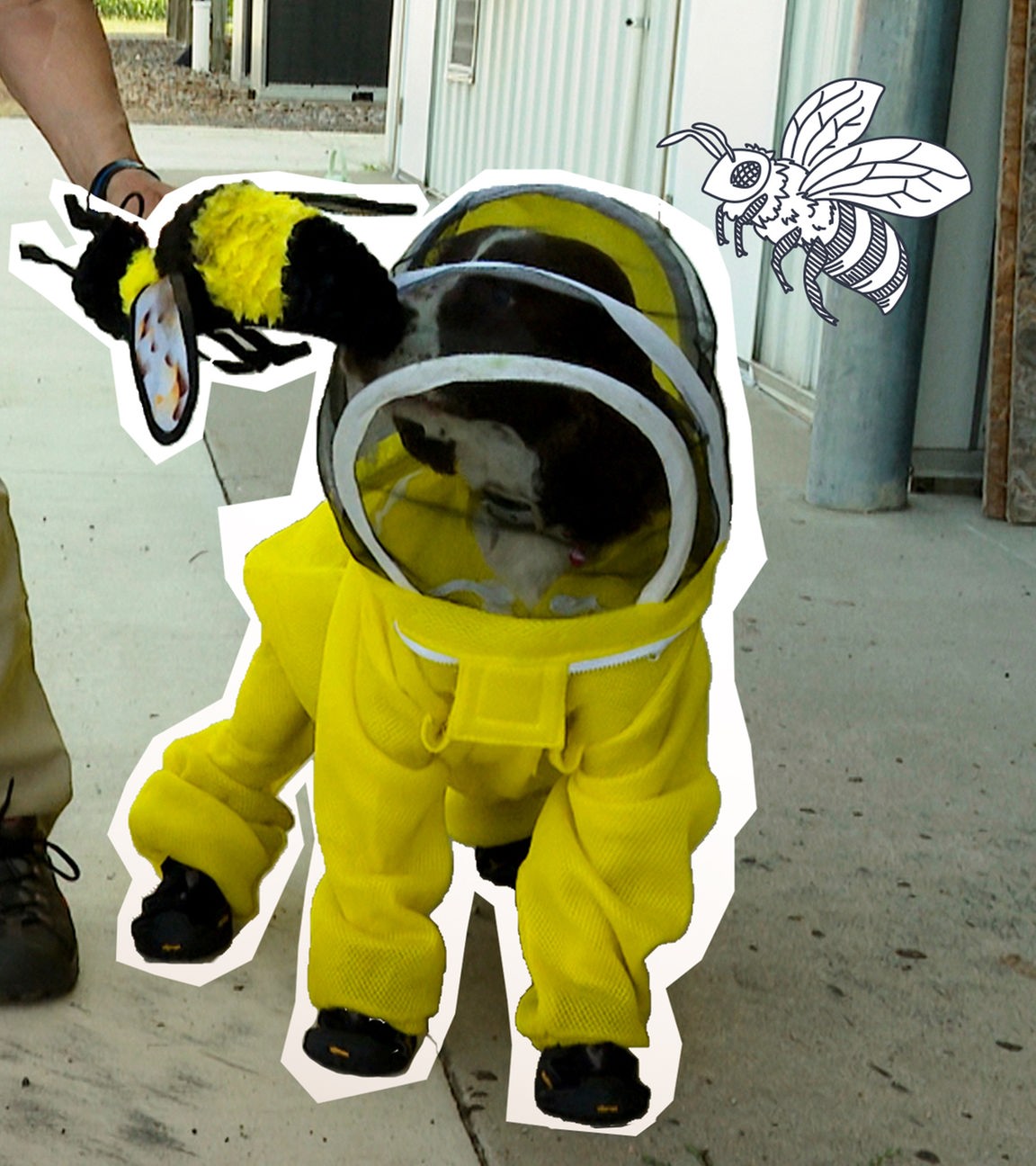 Hündin beschützt Millionen Bienen
