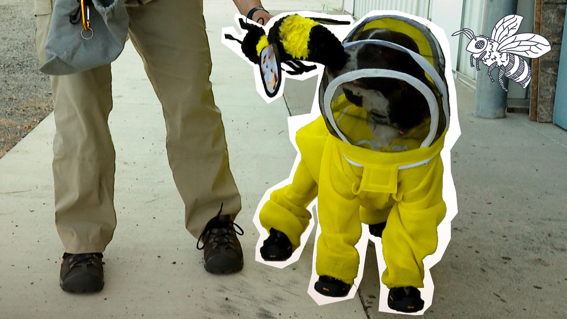 Hündin beschützt Millionen Bienen