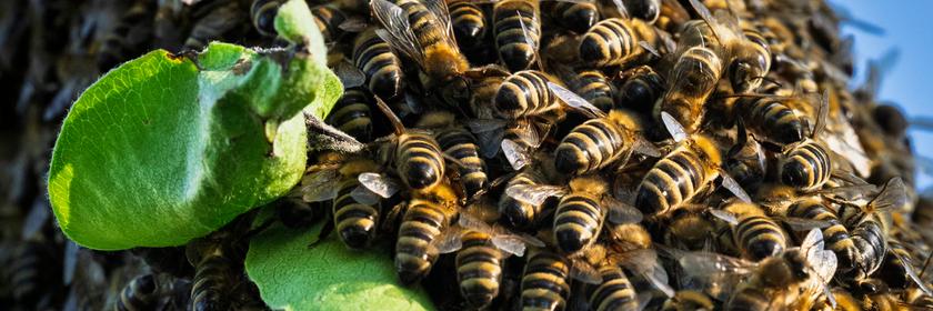 Ein Bienenschwarm bedeckt einen Ast. 