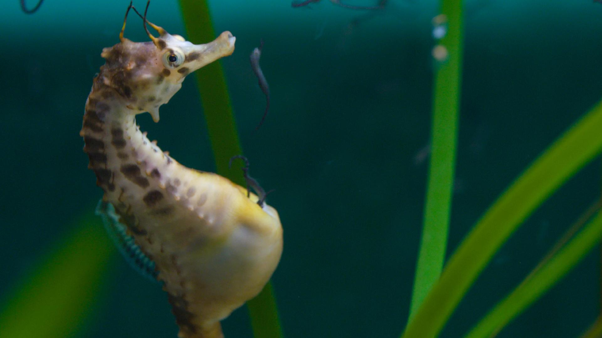 "Big Pacific (3/4) - Der leidenschaftliche Ozean": Ein Aquarium mit Gräsern, links ein Seepferdchen von der Seite, das gerade Nachwuchs gebiert: nahezu schwarze schlangenähnliche Seepferdchen verlassen die Bruthöhle im Bauch des Vaters.