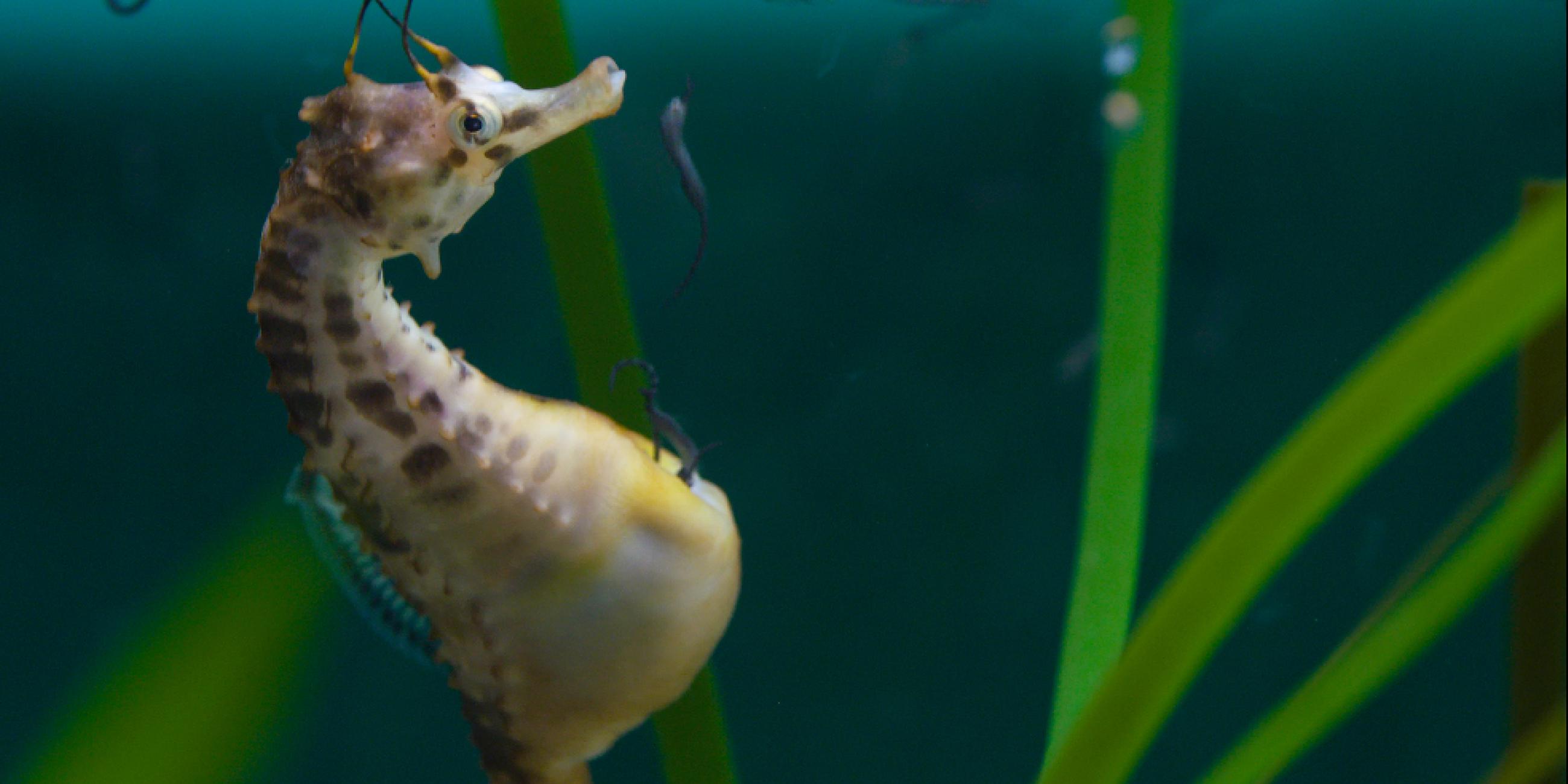 "Big Pacific (3/4) - Der leidenschaftliche Ozean": Ein Aquarium mit Gräsern, links ein Seepferdchen von der Seite, das gerade Nachwuchs gebiert: nahezu schwarze schlangenähnliche Seepferdchen verlassen die Bruthöhle im Bauch des Vaters.