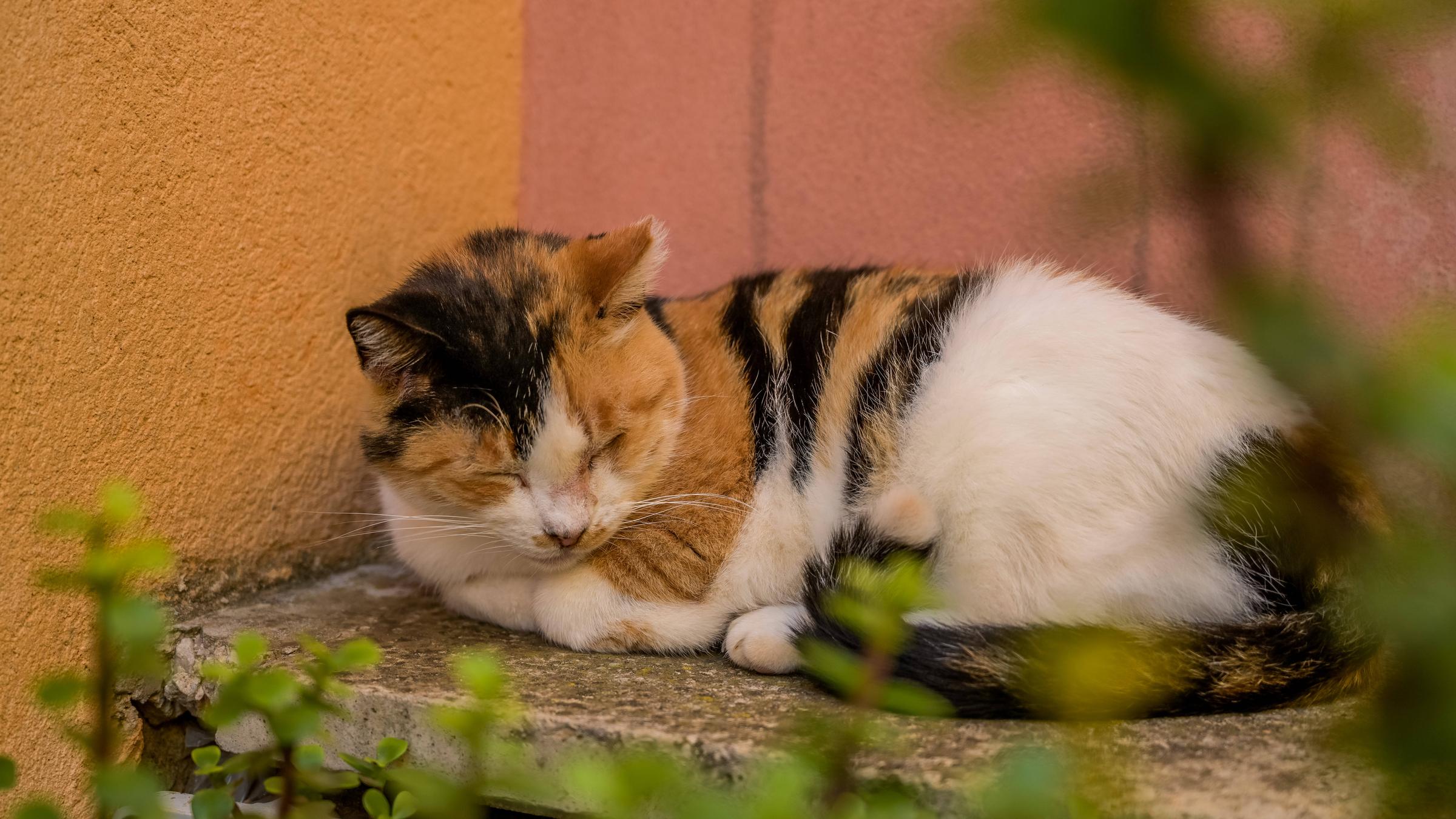 Eine Katze liegt in der Sonne mit geschlossenen Augen und ruht sich aus.
