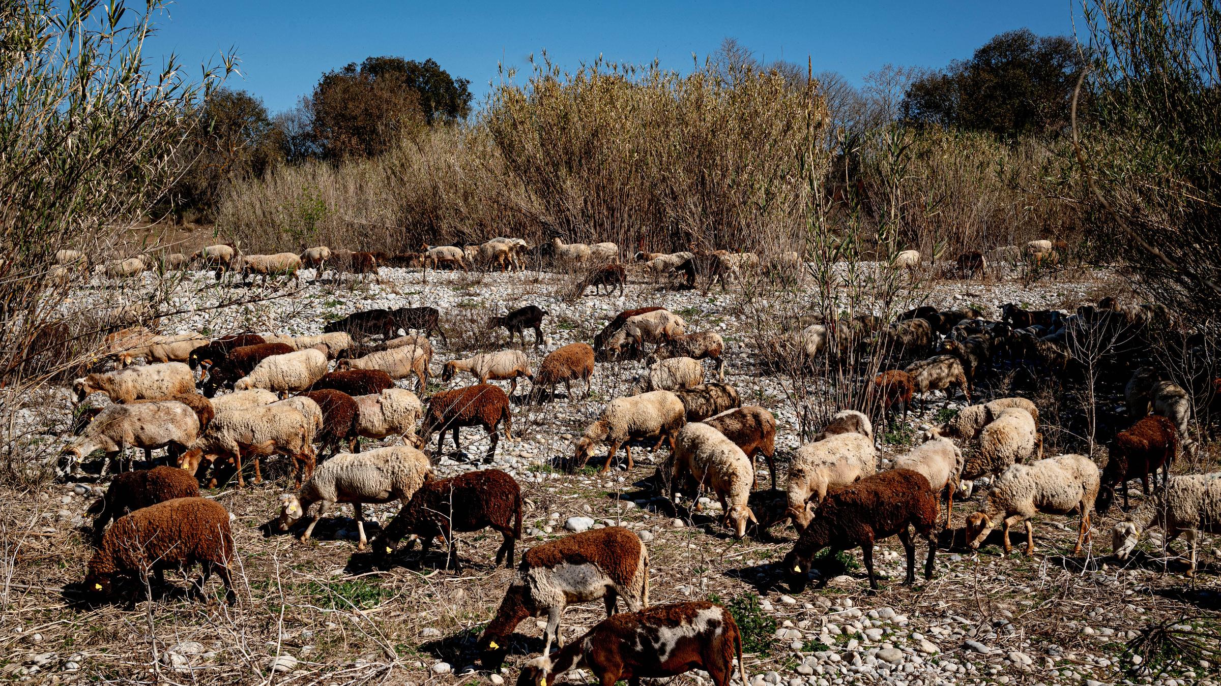 In einer ausgetrockneten dürren Steppe laufen Schafe herum und suchen Gräser und Wasser.