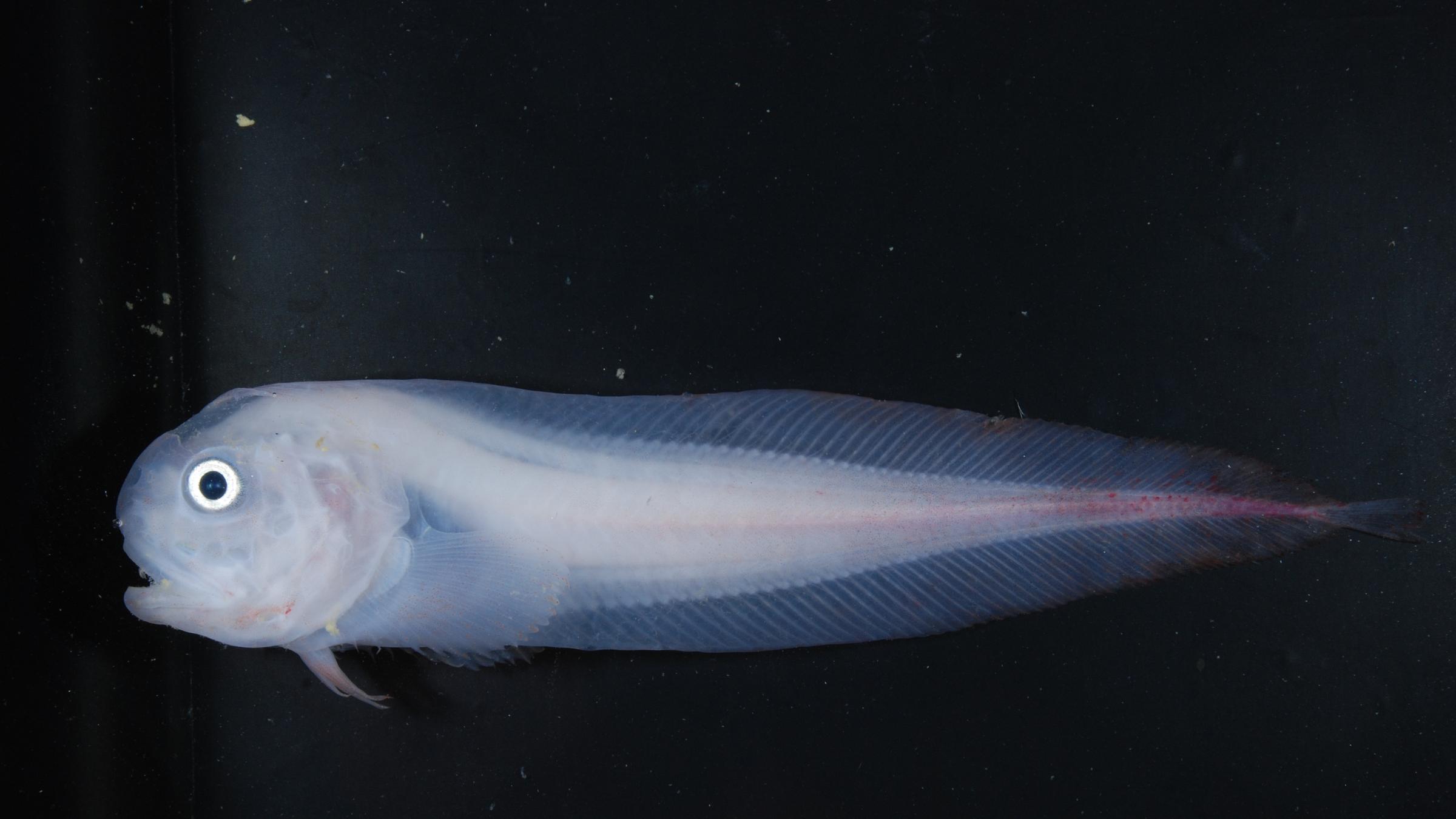 "Terra X: Extreme der Tiefsee - Eisige Abgründe": Ein fast durchsichtiger, weißer Scheibenbauchfisch im Profil, oben und unten schimmern die Gräten bläulich.