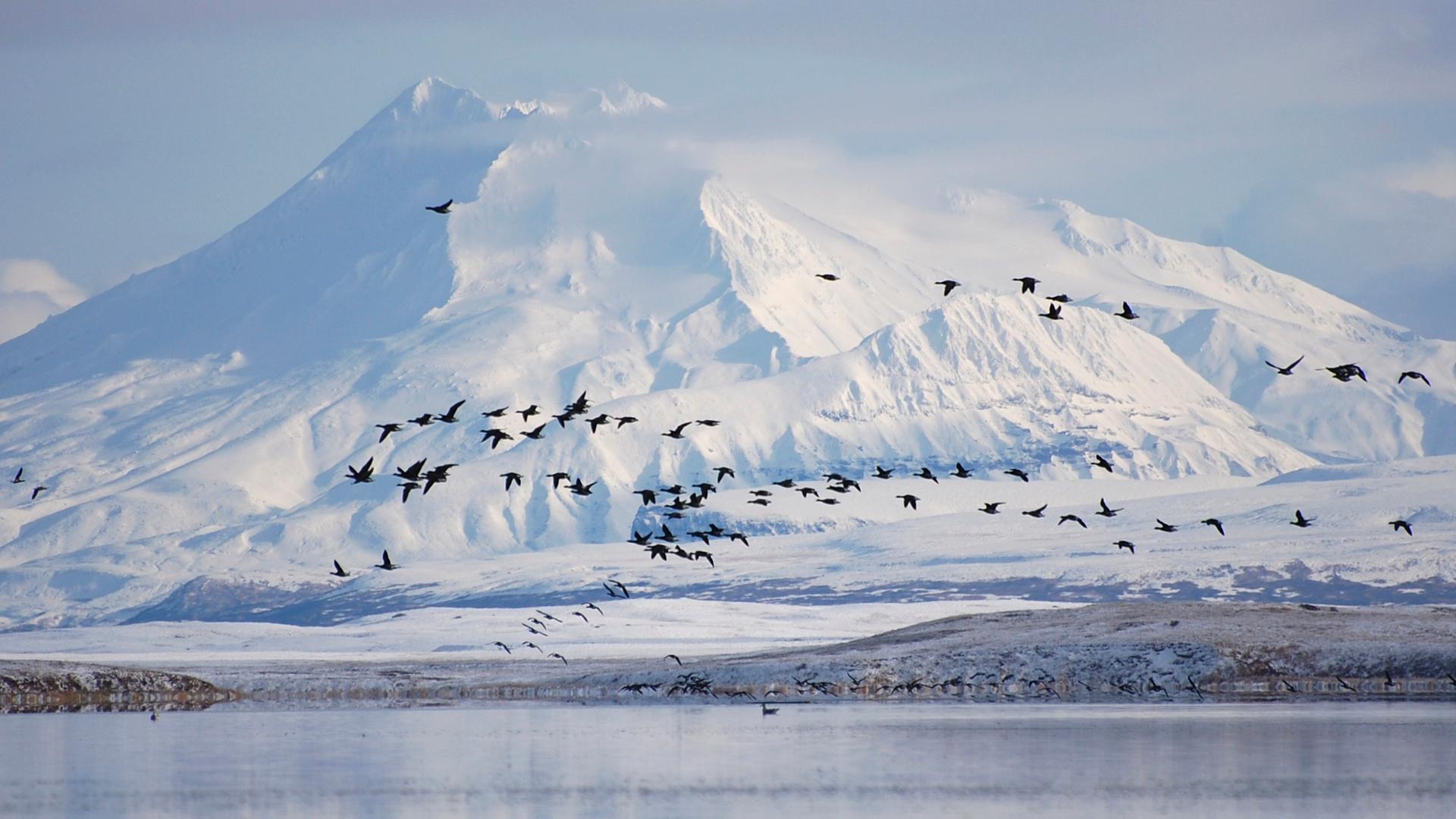 Schneebedeckte Berge, an denen Vögel vorbei fliegen