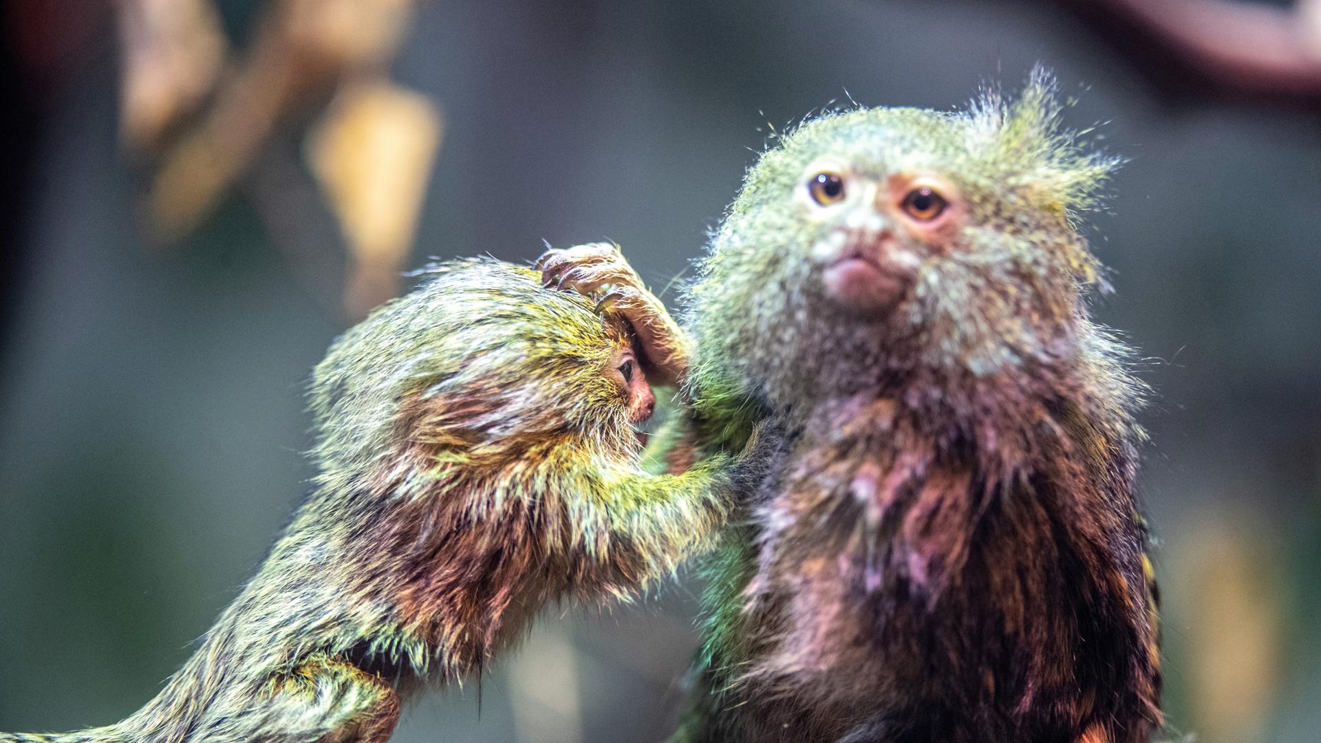 Zwei bunte Affen sitzen auf einem Zweig