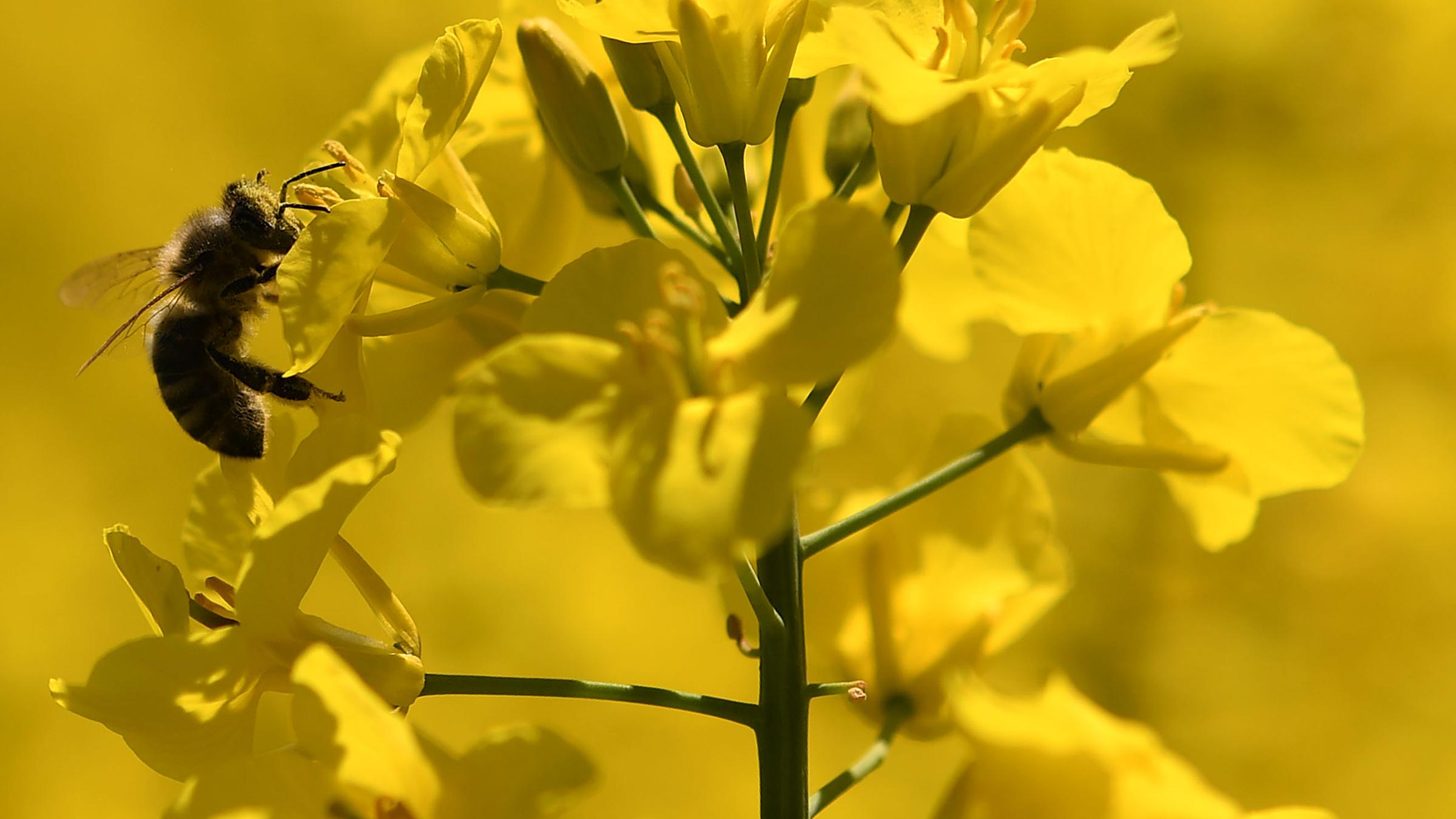 Biene sitzt auf Rapsblüte