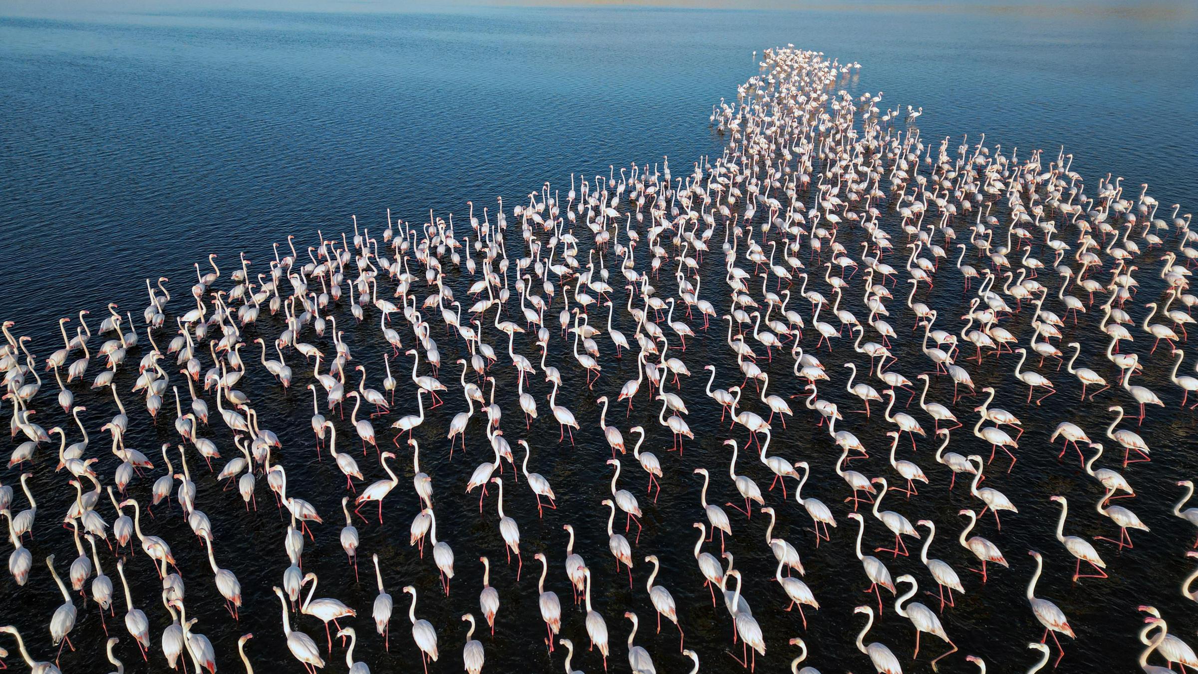 Ein Drohnenfoto zeigt Flamingos am Qarun-See in der Provinz Fayoum, Ägypten.