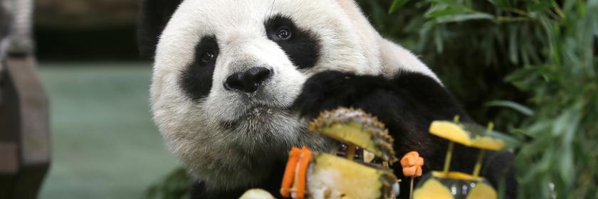 Ein Panda isst Kuchen aus Obst.