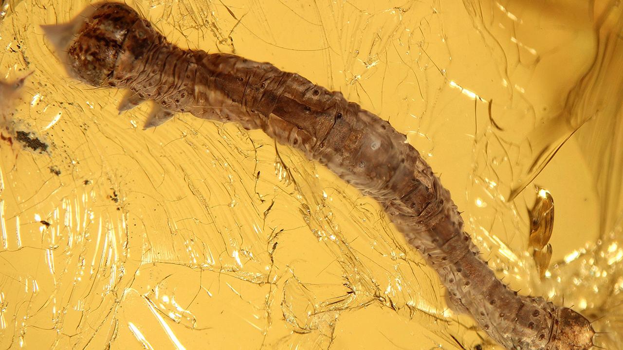 Eine 44 Millionen Jahre alte Raupe ist von Bernstein umschlossen. 