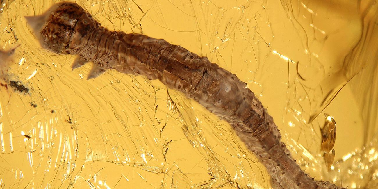 Eine 44 Millionen Jahre alte Raupe ist von Bernstein umschlossen. 