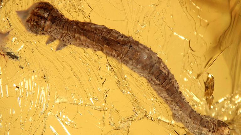 Eine 44 Millionen Jahre alte Raupe ist von Bernstein umschlossen. 