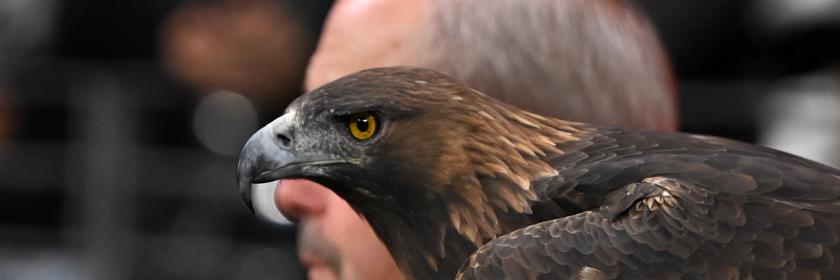 Steinadler Attila, das lebende Maskottchen von Eintracht Frankfurt, im Stadion.