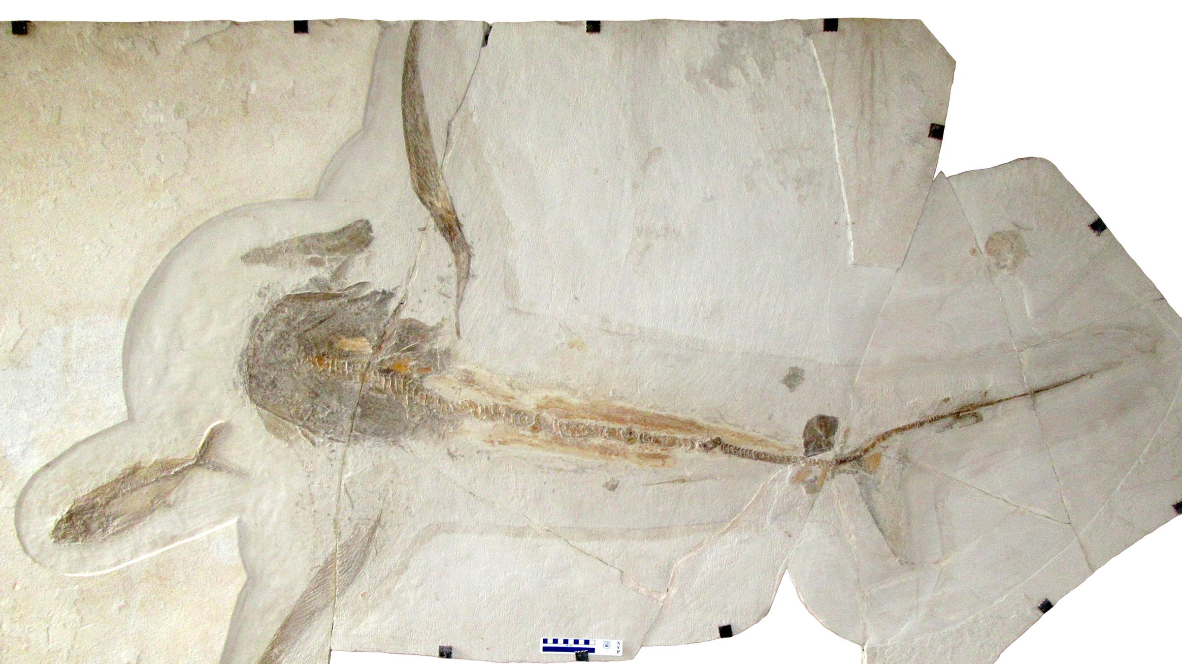 Fossilstücke des Adlerhais aneinadergelegt 