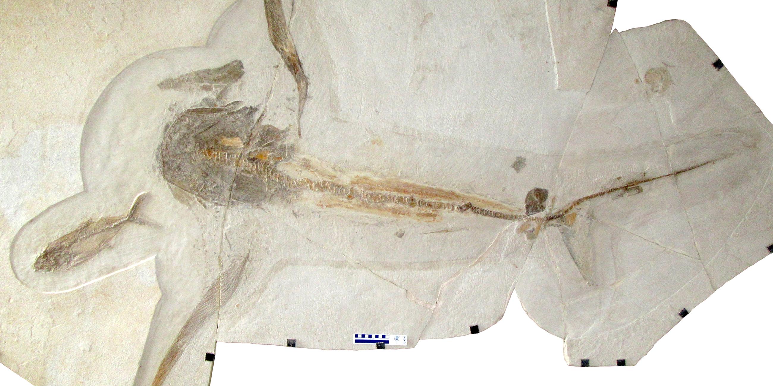 Fossilstücke des Adlerhais aneinadergelegt 