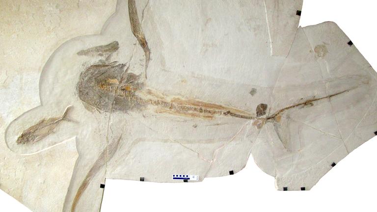 Fossilstücke des Adlerhais aneinadergelegt 