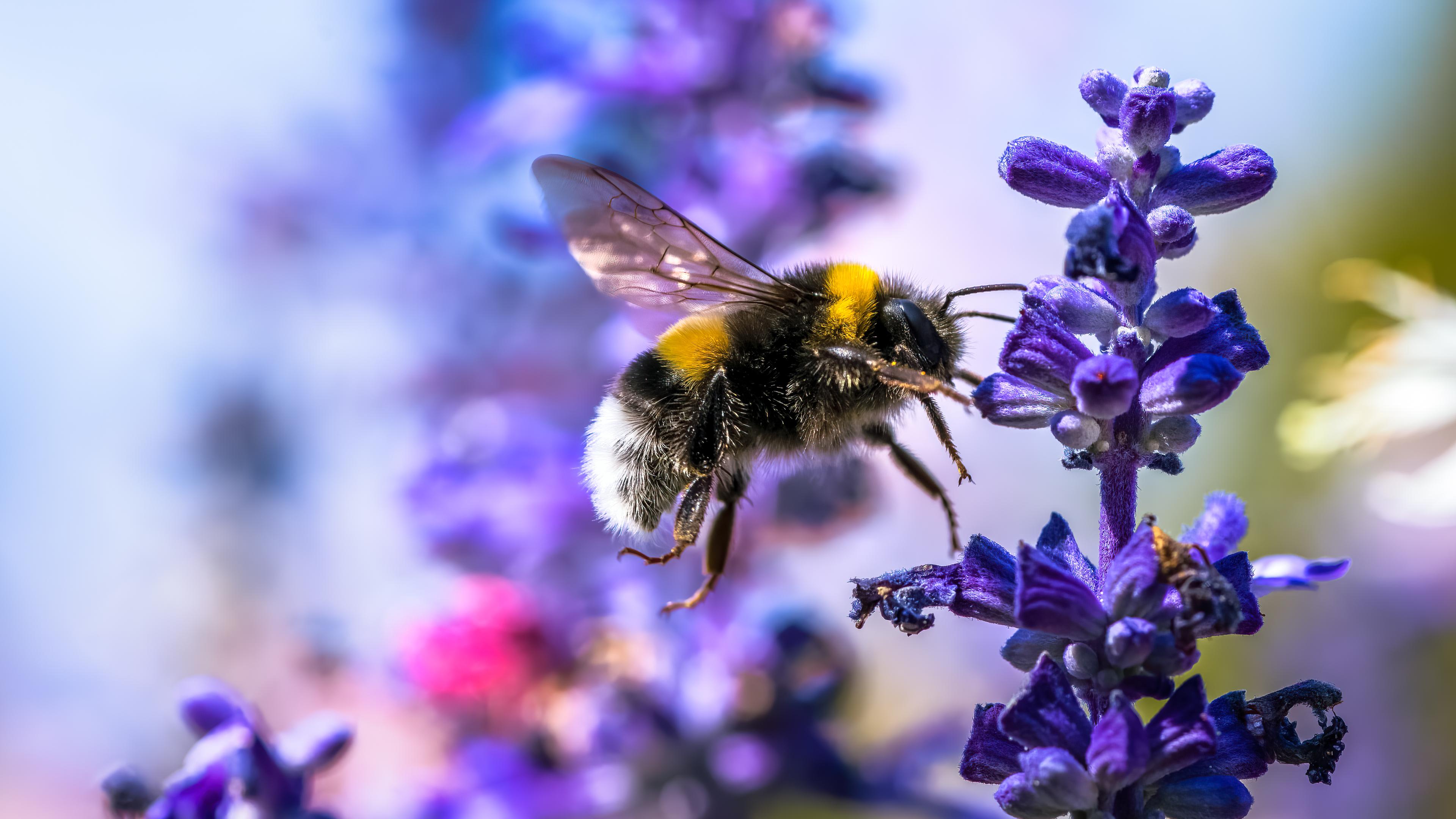 Hummel an Salbei