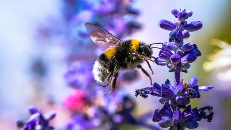 Hummel an Salbei