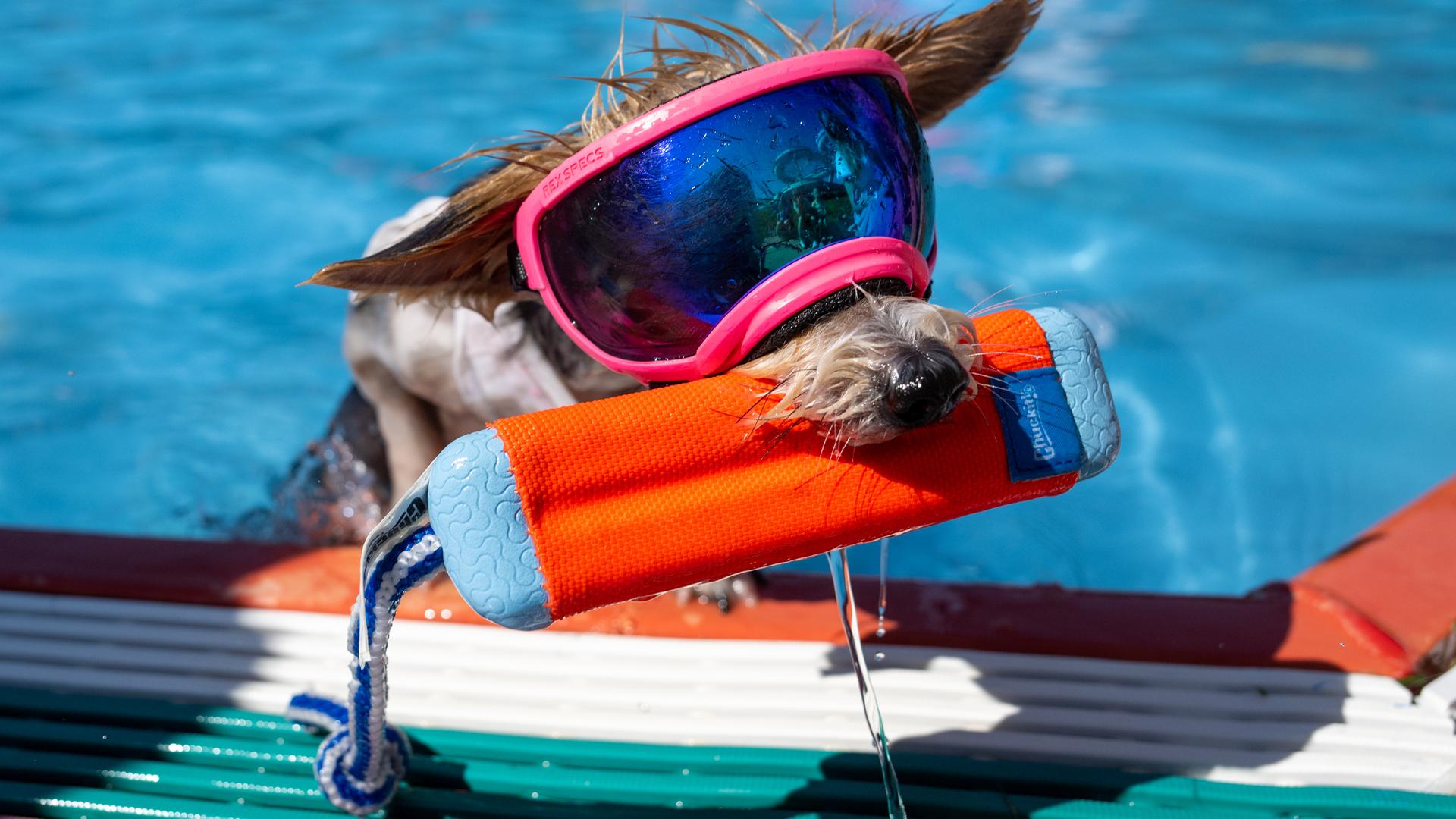 Ein Hund im freibadbecken. 