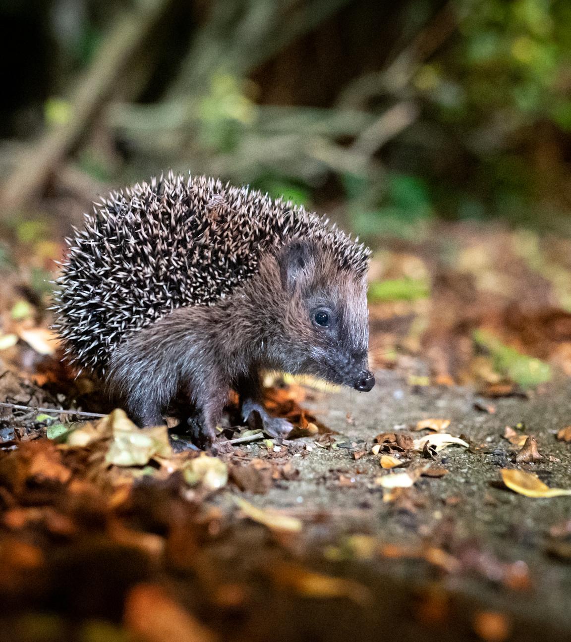 Ein Igel sitzt auf einem laubigen Waldboden.