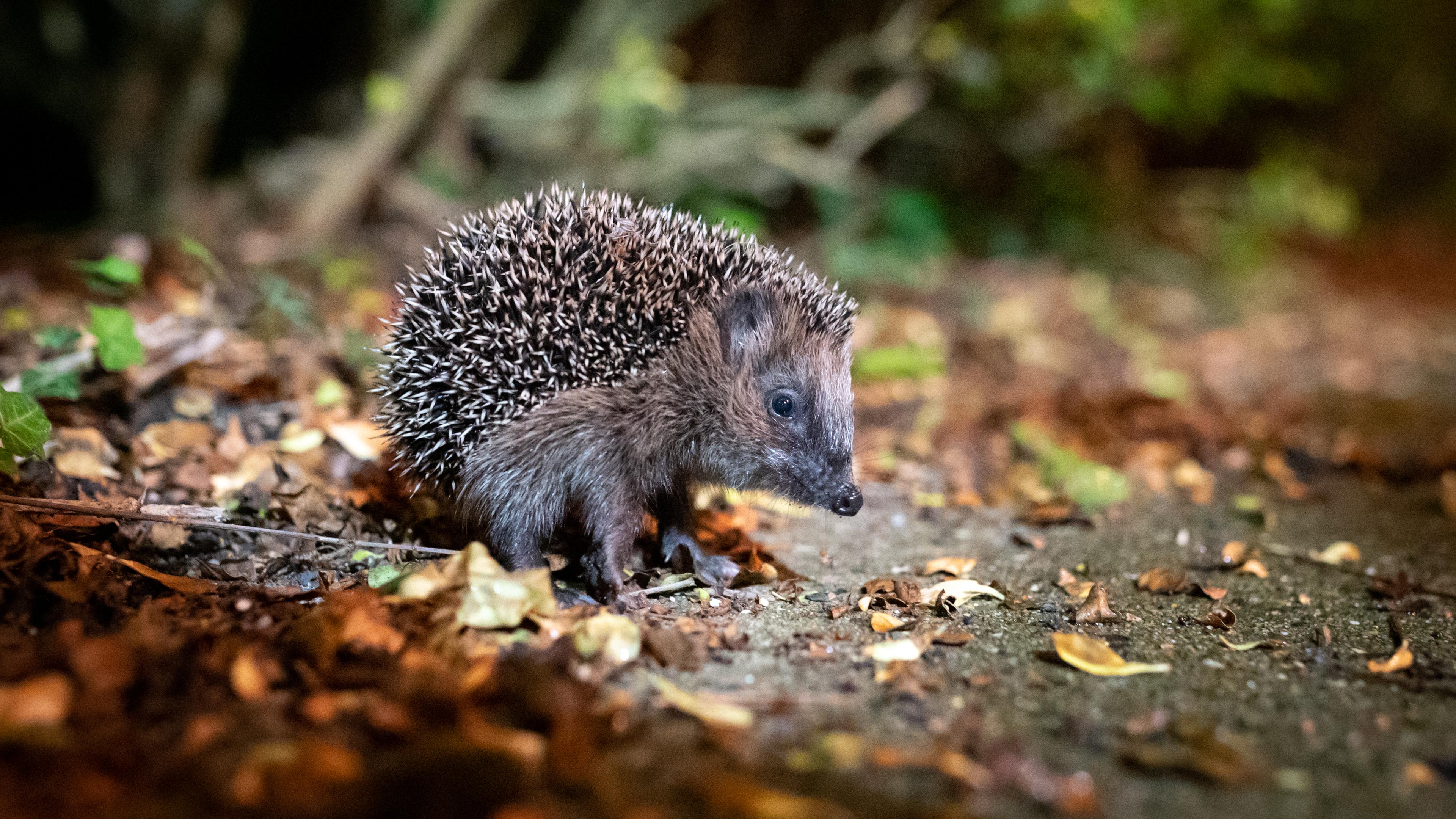 Ein Igel sitzt auf einem laubigen Waldboden.