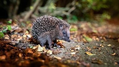 Ein Igel sitzt auf einem laubigen Waldboden.