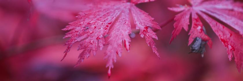 Rotes Ahornblatt