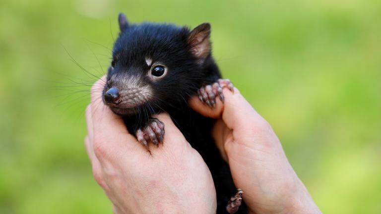 Ein tasmanischer Teufel