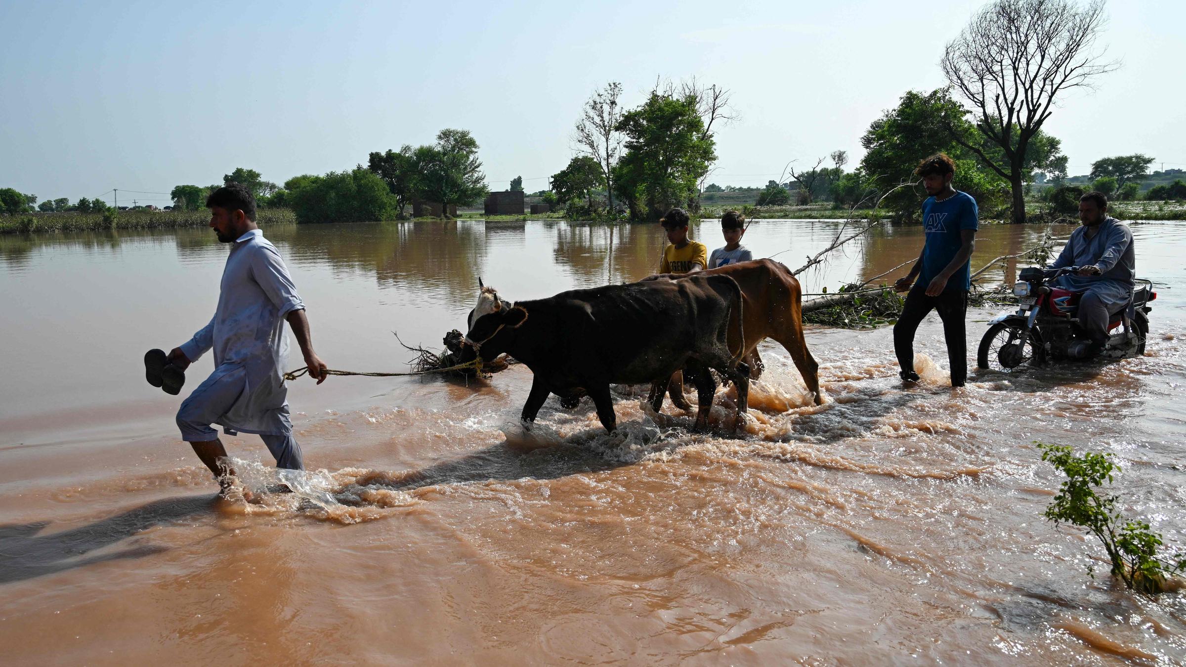 Dorfbewohner waten am 28. August 2025 mit ihren Kühen durch Flutwasser im Dorf Chak Ali Sher im Bezirk Wazirabad, nachdem die Regierung eine Flutwarnung für Flussgebiete der Provinz Punjab herausgegeben hatte.