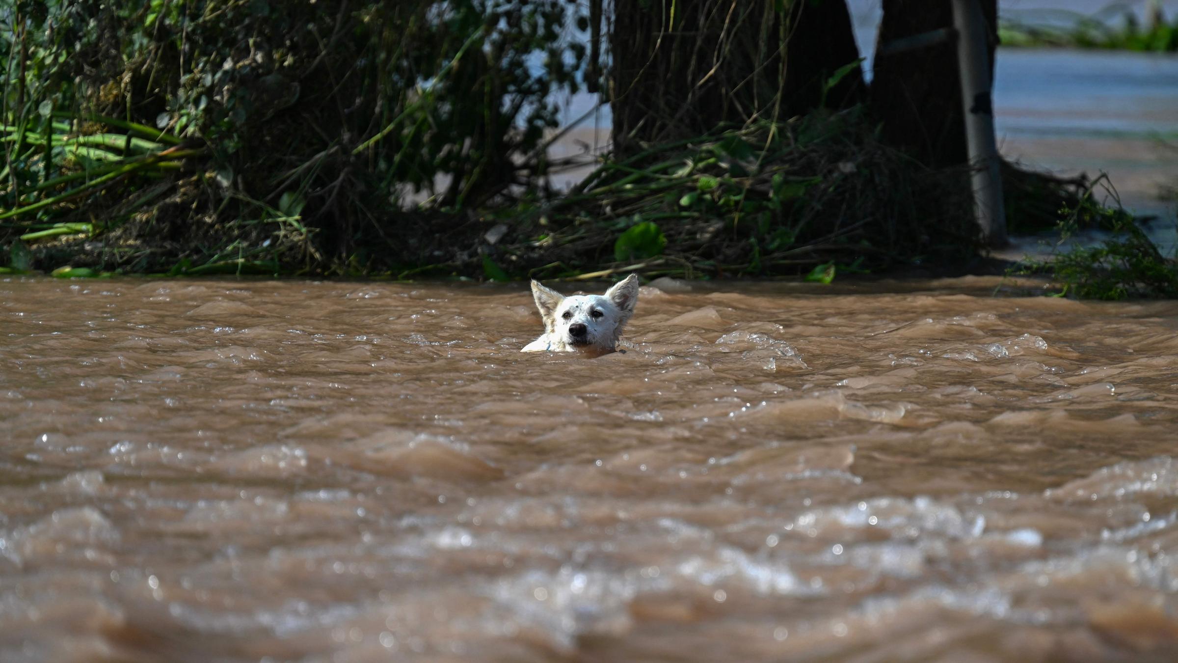 Hund schwimmt durch Hochwasser in Pakistan