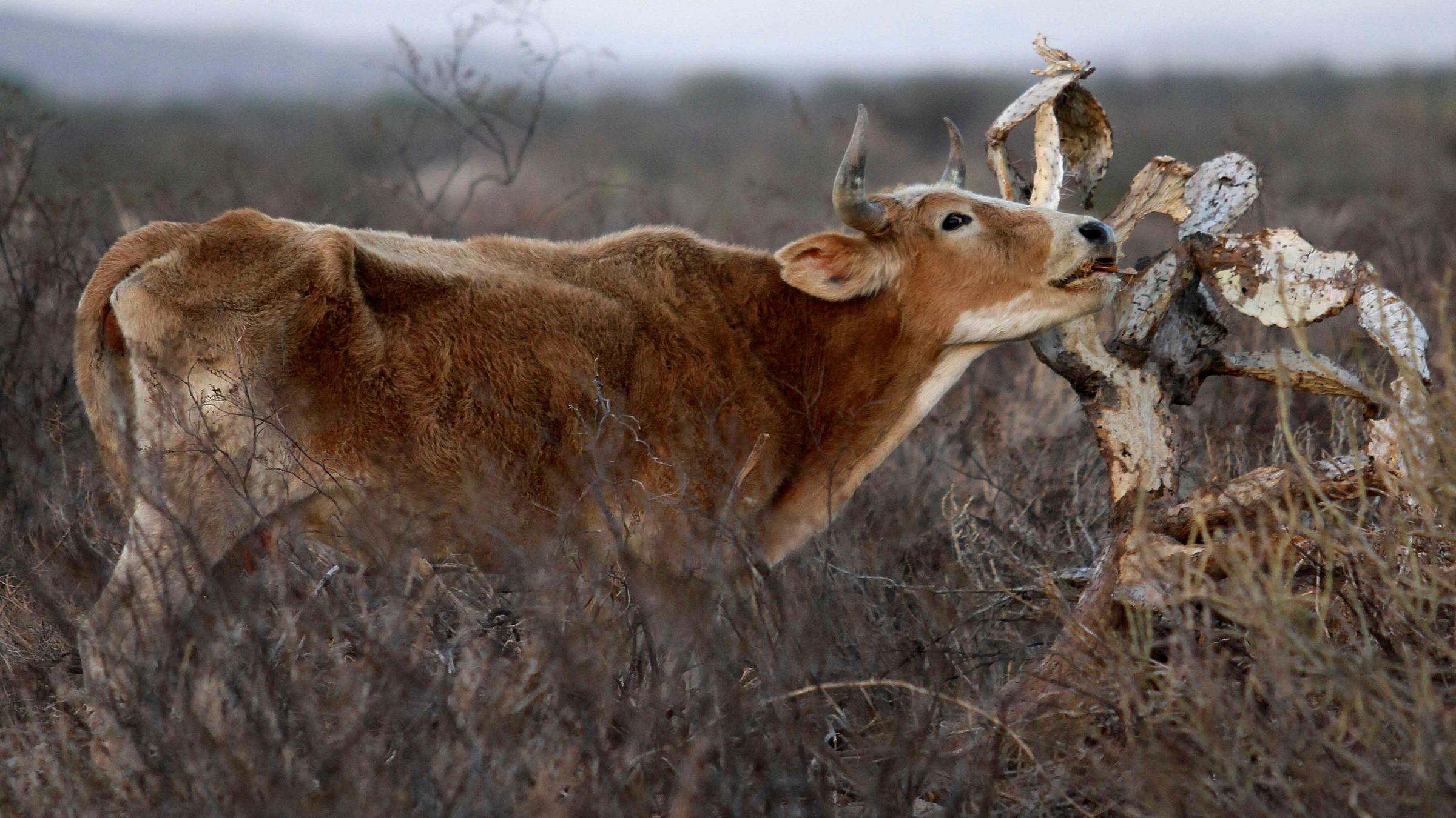 Rind frisst trockenen Kaktus