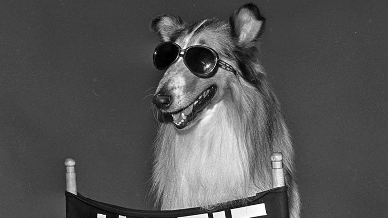Ein Schäferhund mit Sonnenbrille sitzt auf einem Stuhl. Auf der Lehne steht "Lassie" geschrieben. 