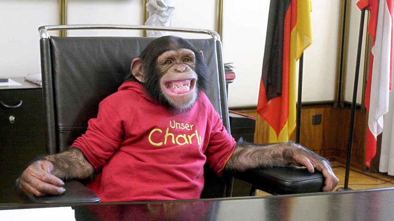 Schimpanse Charly sitzt auf einem Stuhl in einem Büro, er trägt ein rotes Tshirt mit der Aufschrift "Unser Charly". 