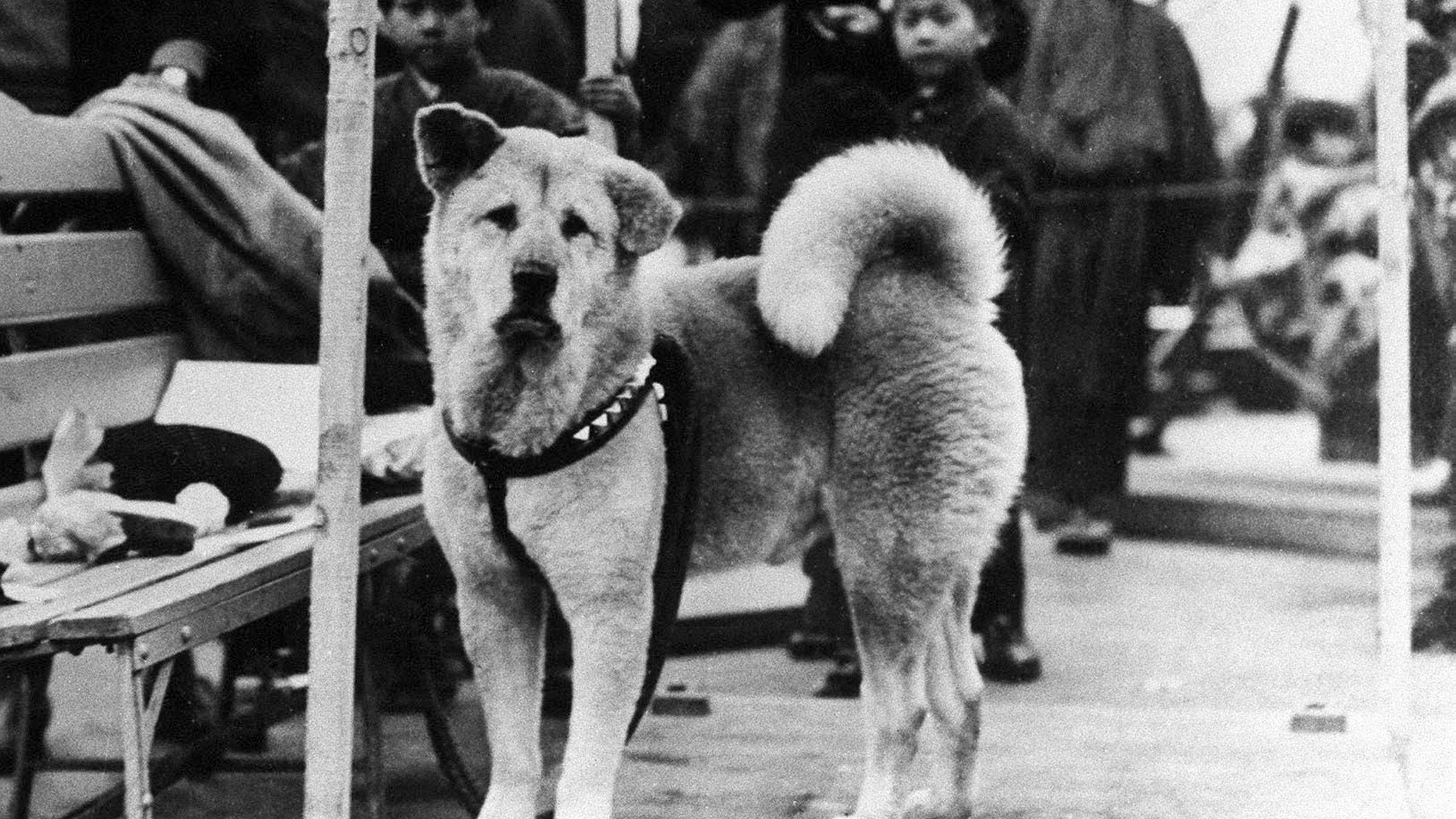 Hund Hachiko am Bahnhof Shibuya, wo er auf sein Herrchen wartet - ca. 1932