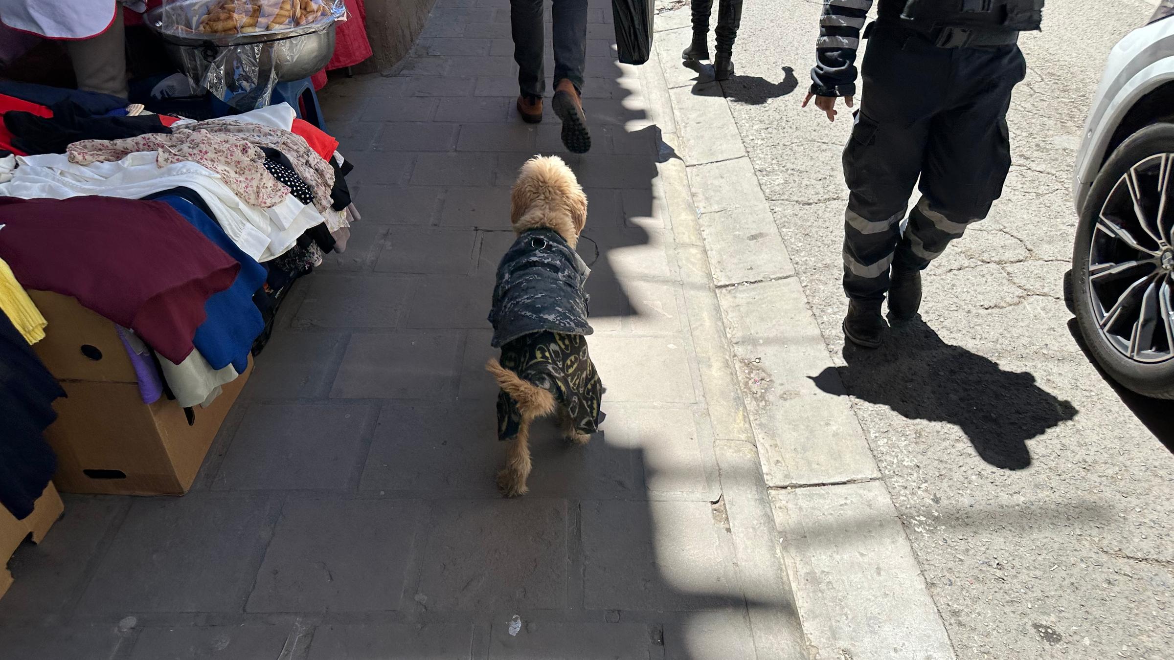 Hund in grauer Hundejacke auf Gehweg von hinten 