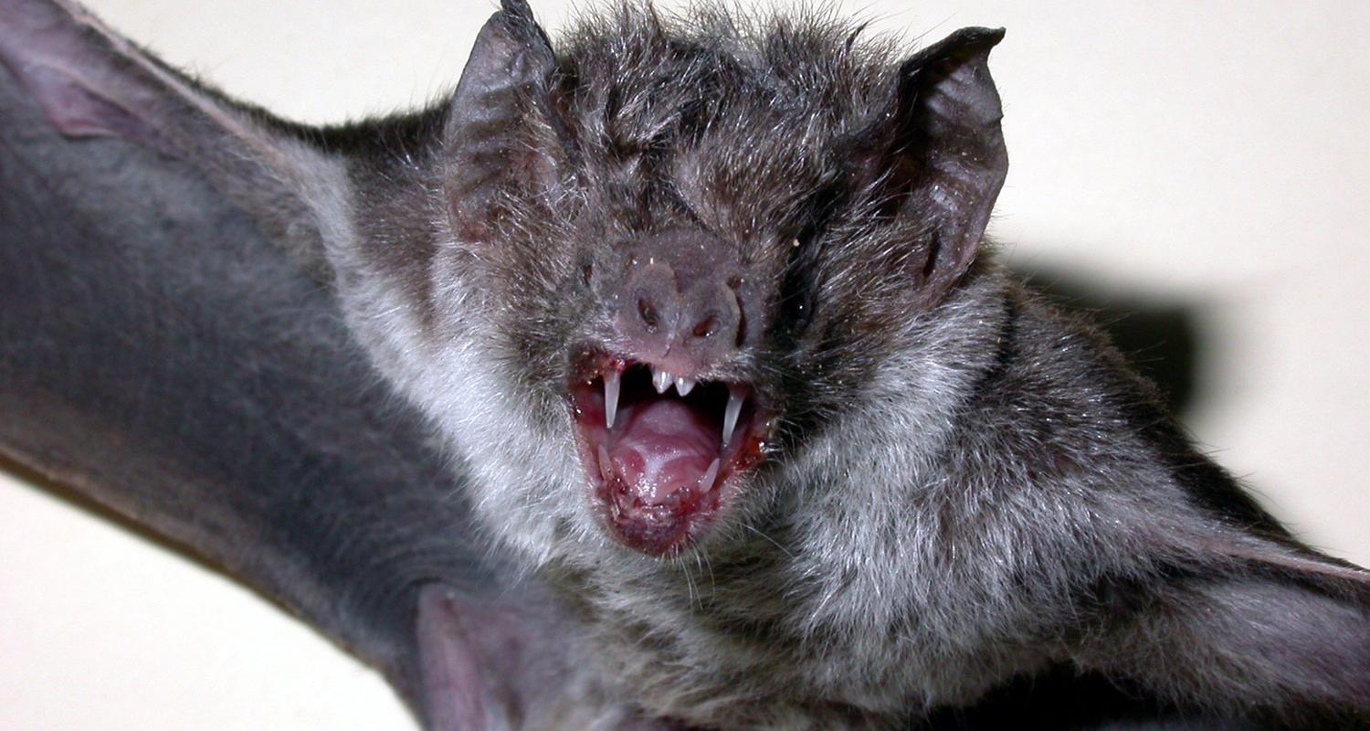 Fledermäuse