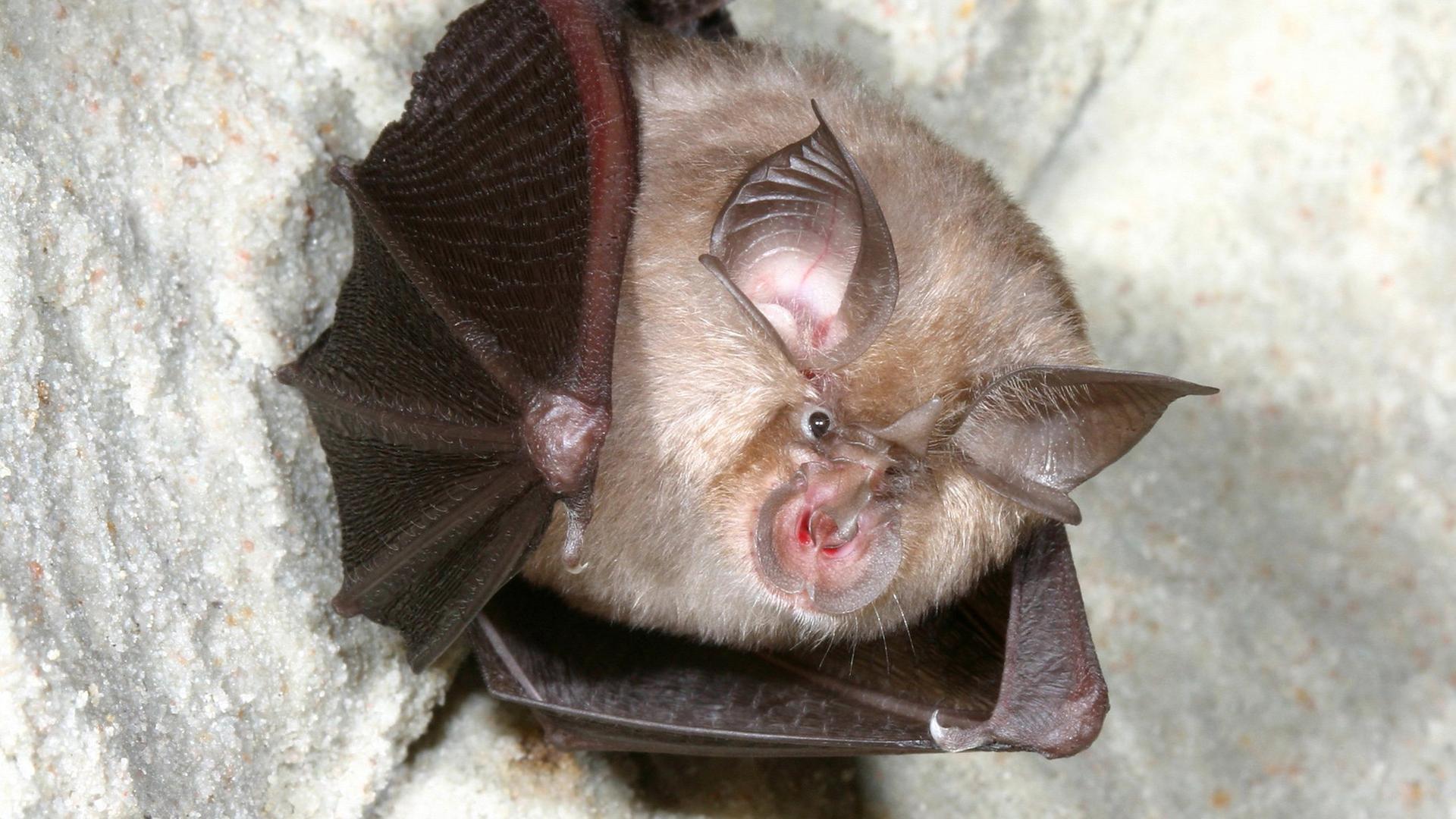 Fledermäuse